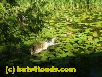 /home//u458753944/public_html/sourcegallery////Frogs/Bullfrogs 2016-08 Ontario/P8150206.JPG